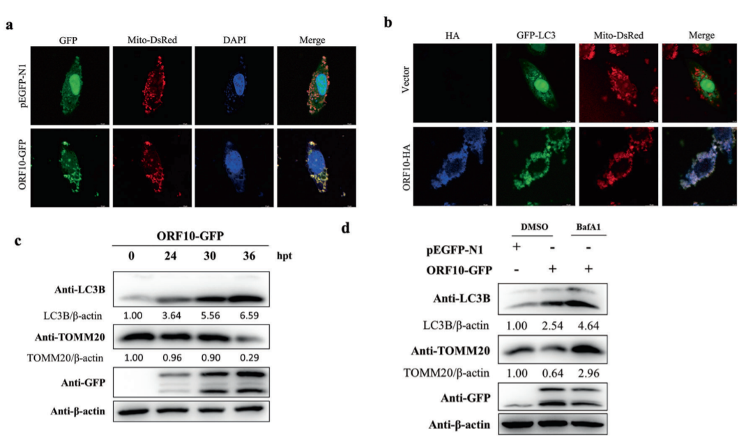 Cellular & Molecular Immunology_4